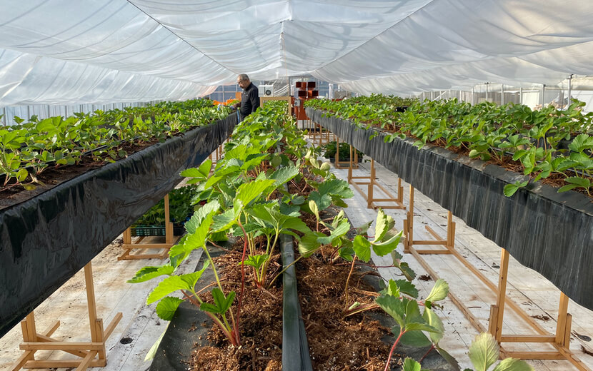 ビニールハウス栽培だからできる！安心・安定のイチゴ栽培_ シリーズ「最適な農業用ハウスで強固な経営」Vol.3アグリウェブ