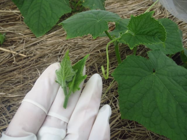 キュウリの育て方・栽培方法 初心者でも失敗しない植え方やお手入れのコツやポイント通販 - ディノス