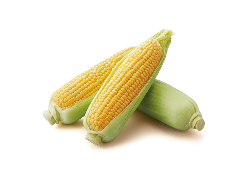 とうもろこしトウモロコシノセカイとうもろこしの総合情報サイト