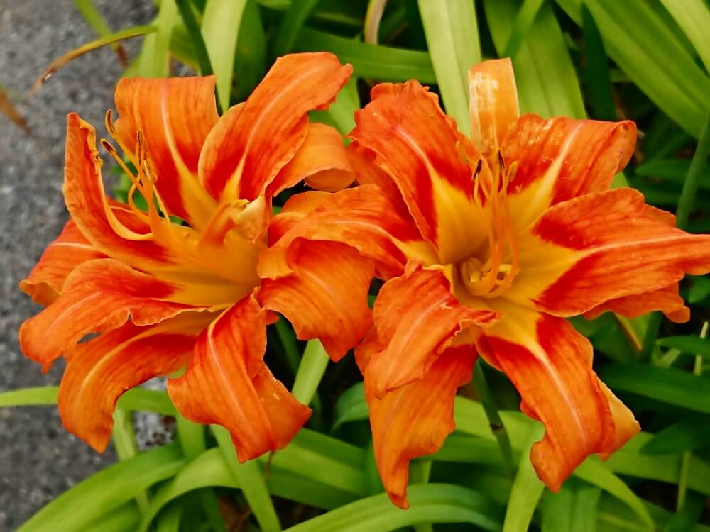 中華料理の材料にもなるカンゾウ 萱草 の花とつぼみを食べる - もっと！自然の中で遊び隊