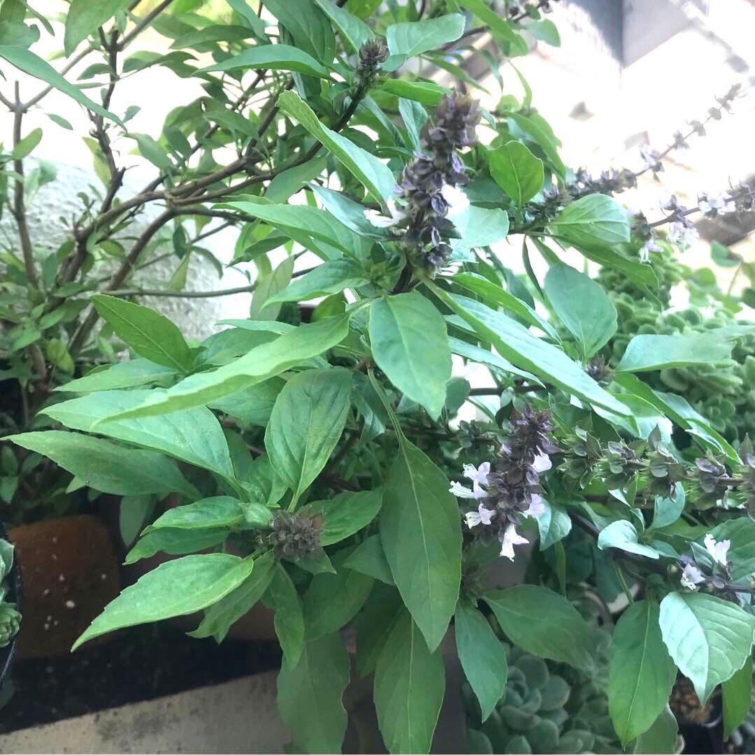 楽天市場 タイバジル ホーラパー有機ハーブ種子固定種 ORGENIC SEED Thai Basil Horapha: ハーブティー専門店e-ティザーヌ
