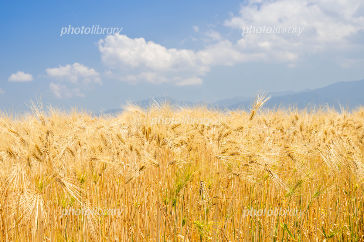 96,800点を超える大麦のストックフォト、写真、そしてロイヤリティフリーの画像 - iStockホップ, 青汁, 小麦
