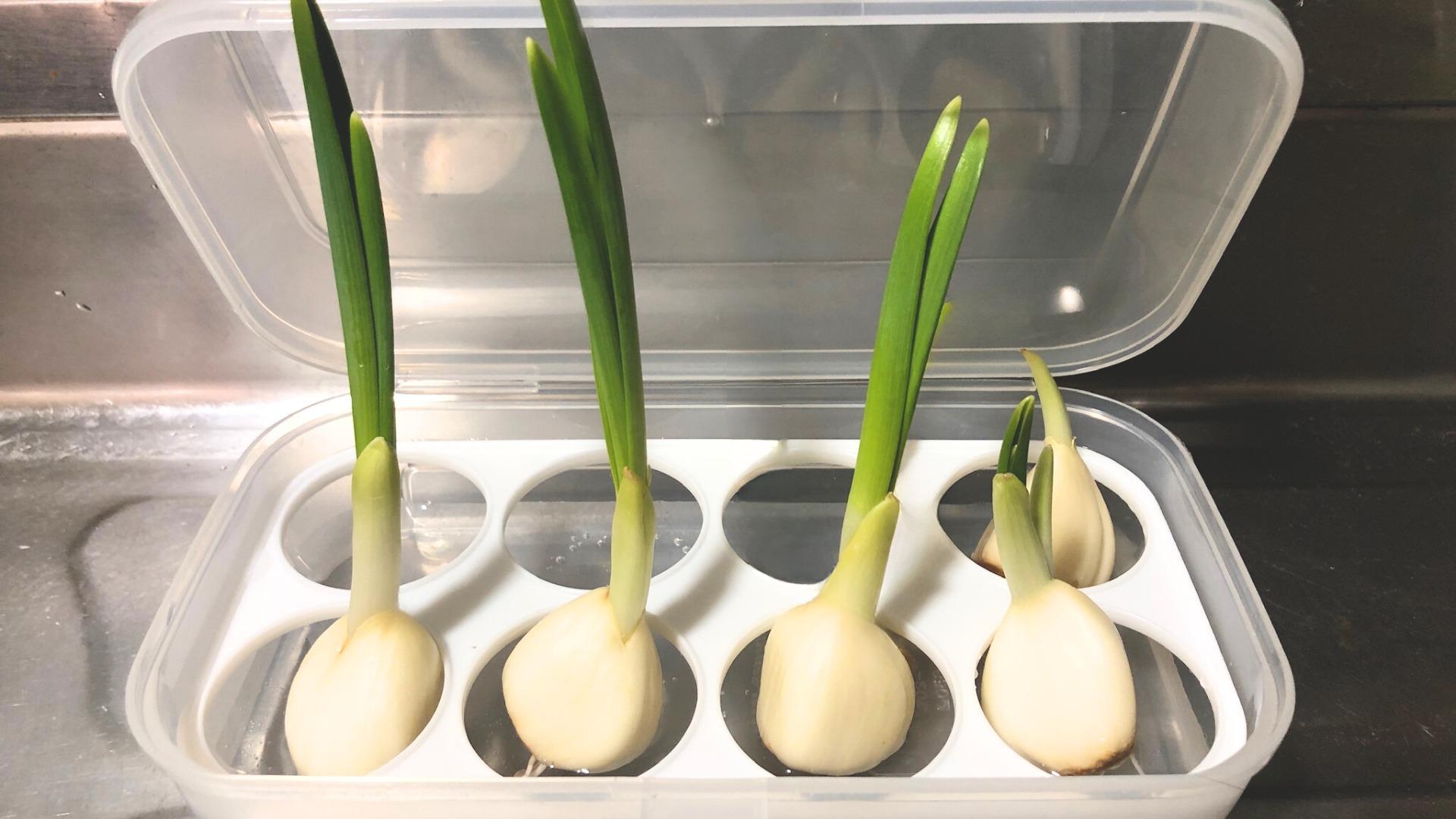 ニンニクから芽が出てきました、緊急調理します。たはたタカハシ