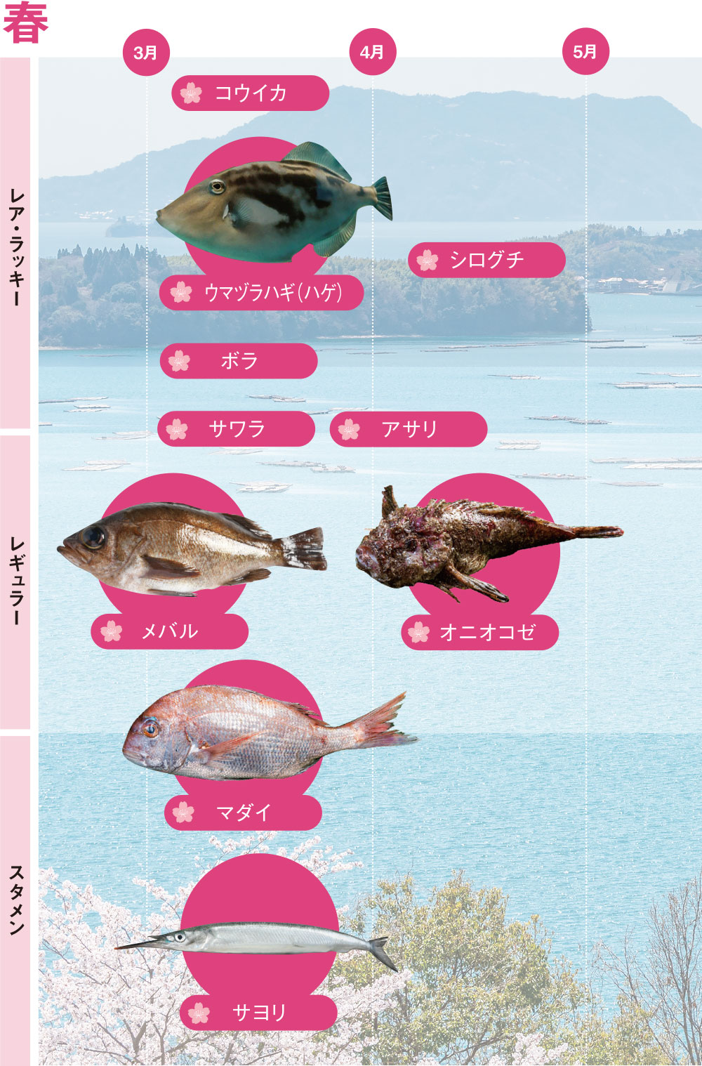 初夏から夏にかけて美味しくなる魚介類は? 魚介類の旬カレンダー - ウェザーニュース