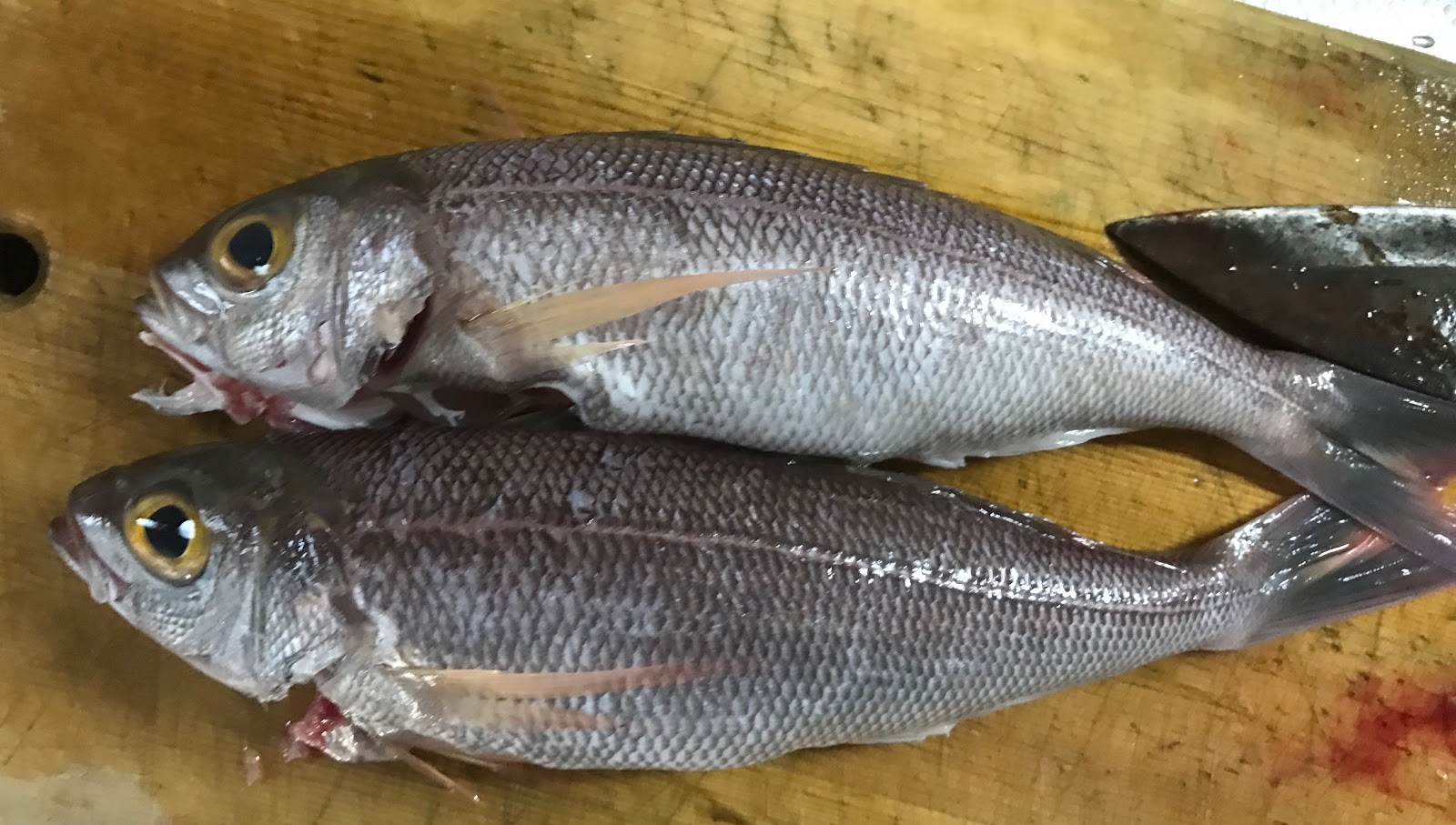 姫鯛 ヒメダイ関東ではオゴ ☆ 沖縄ではクルキンマチですね！ : 魚屋三代目日記