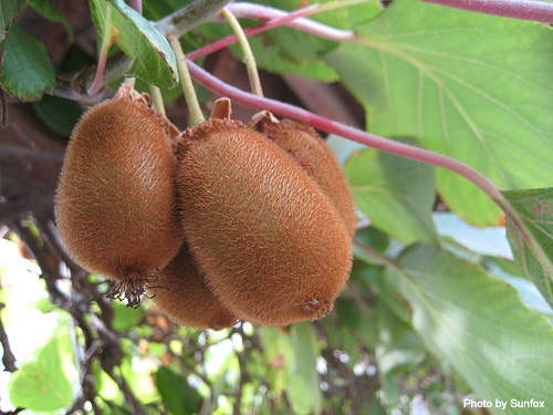 キウイの剪定方法を解説!時期や仕立て方、誘引の方法を解説