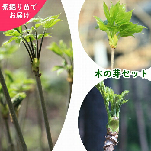 山菜 木の芽 コシアブラ コシアブラの芽の写真素材 - PIXTA