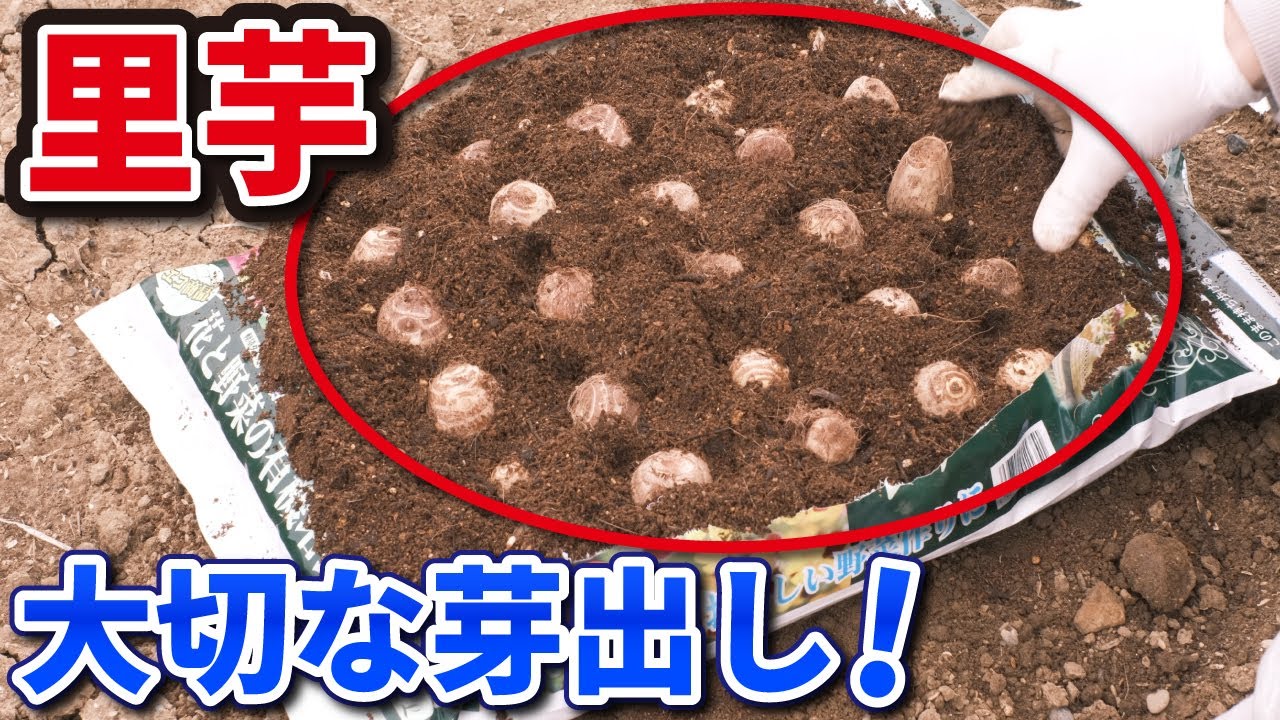 サトイモ芽出し３種 – 雄平遊言