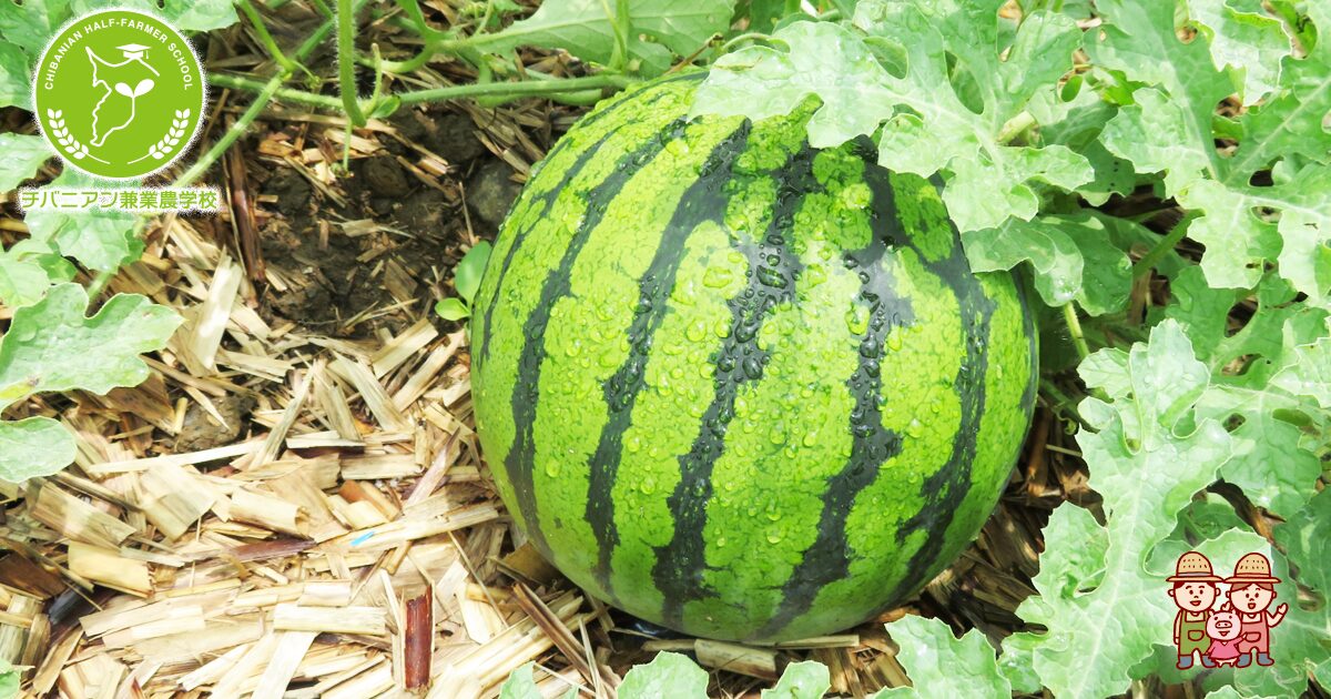 スイカを子づるにたくさん実らせる確実な方法 肥料〜摘心〜失敗しない育て方のコツ 23 7 10