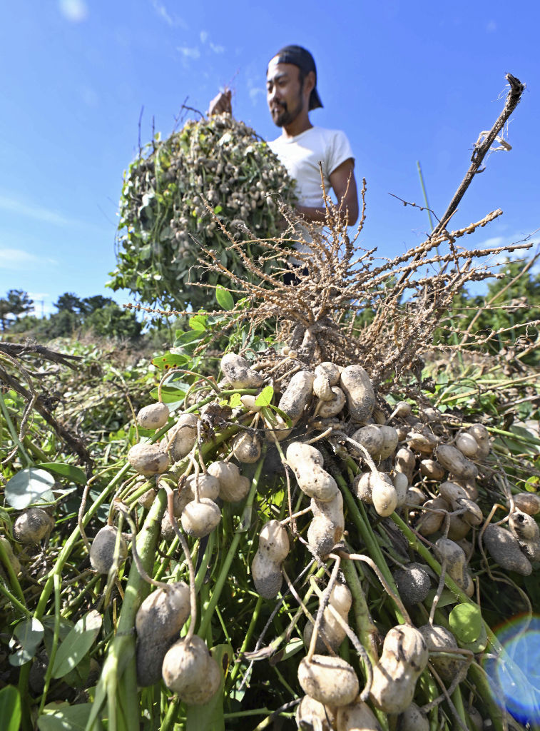 5,700点を超えるピーナツ畑のストックフォト、写真、そしてロイヤリティフリーの画像 - iStock