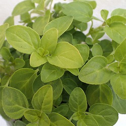 オレガノ ワイルドマジョラムの固定種の通販グリーンマーケット