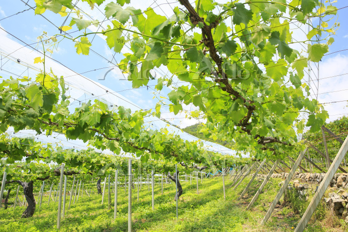 ぶどう棚の変遷を〇博収蔵画像資料にみる: 南アルプス市ふるさと○○博物館のブログ