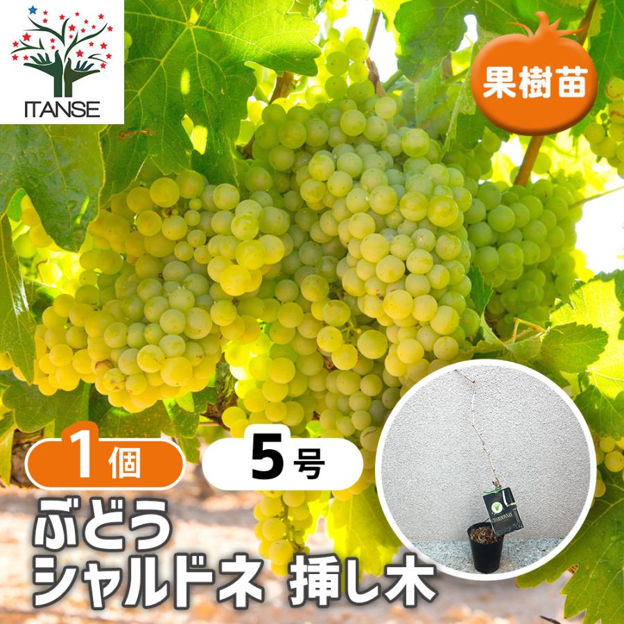 シャルドネ Chardonnay樹高60センチ前後・6号鉢ワイン用ブドウ苗 毎年11月から翌年06月までお届けの苗 商品詳細 Herb＆Rose