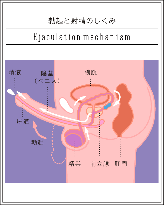 アナルセックス危険性 肛門にも性病感染する？|天神マイケアクリニック