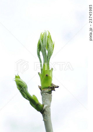 基本からアレンジまで！思わずつくりたくなる「山菜 木の芽」のレシピ集クックパッド