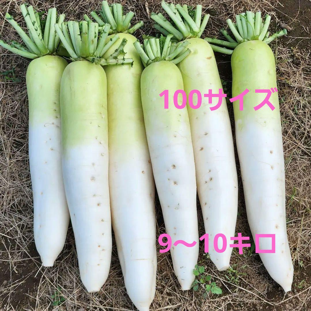 農園つづく江都青長大根 「こうとあおなが」と読む大根は中国江蘇省で作られている大根。別名「ビタミン大根 」とも呼ばれるだけあってビタミンCやカリウムが豊富。緑色の部分は中も緑！浅漬け、サラダなど生での調理がおすすめ。 加熱したらなんだか、うーんとなり