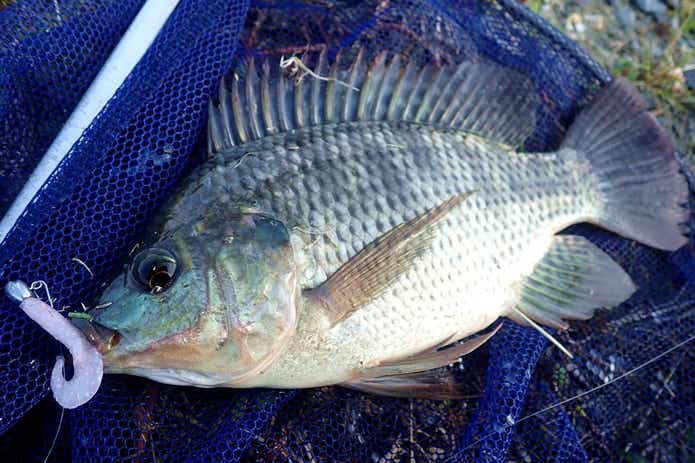 排水路で異常繁殖する「泉の鯛」ナイルティラピアを釣って食べてみた②：刺身で食べてみた野食ハンマープライス