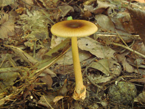 ☆カ行 カ のきのこ - 和田匠平の楽しいきのこワールド