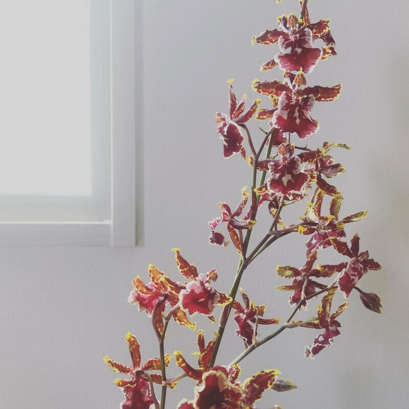 𓊆トルコキキョウ𓊇 赤みが強めの紫色 ボルドーだけど少し明るい この時期らしいシックな色です 所々、マーブルになってるのがまた可愛い蕾の緑とのコントラストがいいですよね🫧 秋は深い色に惹かれます こちらもアンスリウムと一緒に @kaminishi_kitchen カフェに飾っ