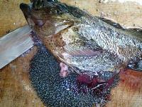 ソイ 魚 は北海道の鯛？！公式 瓢嘻 ひょうき 全席個室「しゃぶしゃぶ・日本料理」東京で接待・会食・お祝いなら 瓢嘻