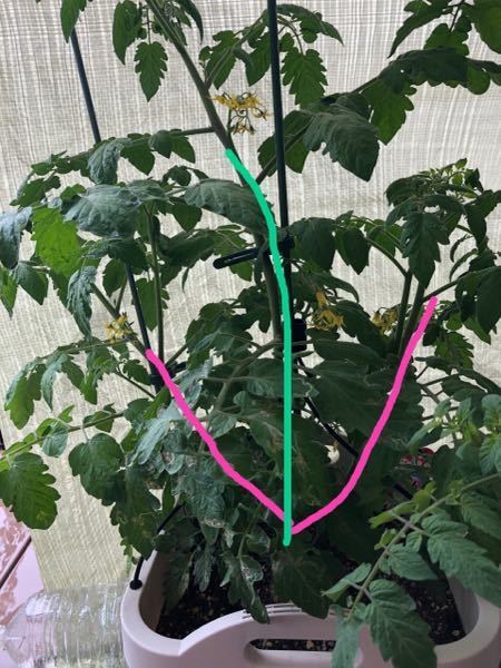 即採用 トマトの脇芽かき＆挿し木のやり方を徹底解説！～家庭菜園～