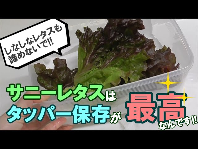 サニーレタスの保存方法