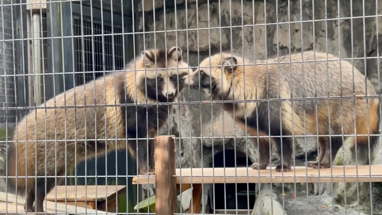 ガイドは車いすタヌキ 野毛山動物園、病弱で保護 |