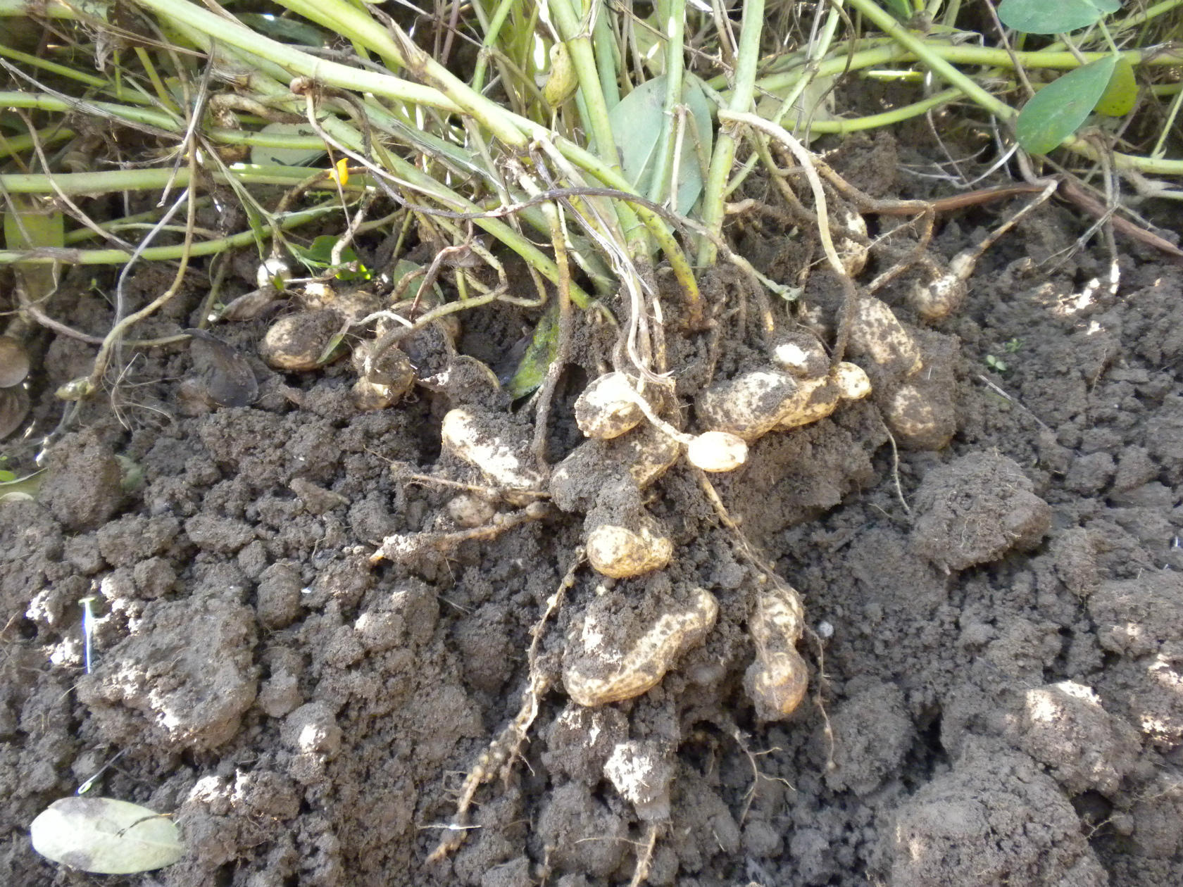 記録的猛暑でもおいしい 秘密は土の中にあった ピーナツ収穫祭 広島RCC NEWS広島ニュースRCC中国放送1ページ