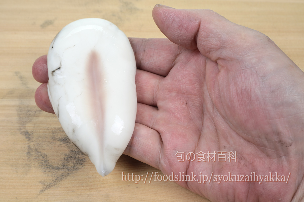 アオリイカ たまごの煮付け