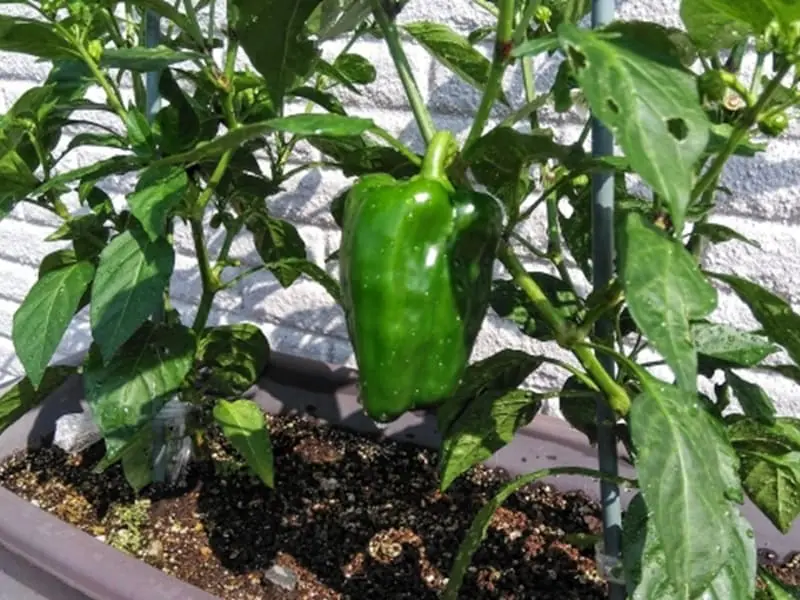 ピーマンの育て方栽培のコツや種まき、苗植えの時期と方法は？HORTI by GreenSnap