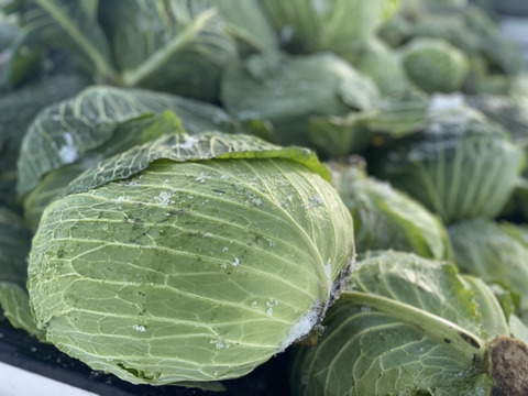 基本からアレンジまで！思わずつくりたくなる「コンソメなし ポトフ」のレシピ集クックパッド