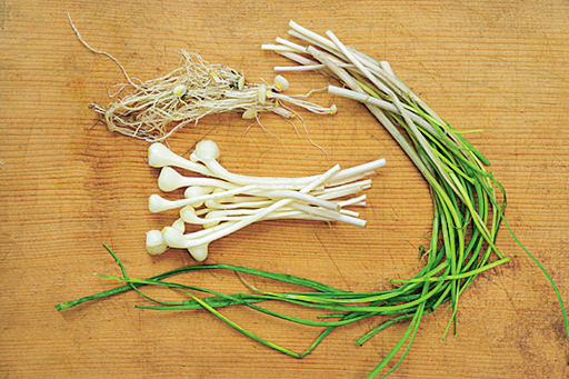 野草シリーズ！野蒜 ノビル で６品！おつまみ白米両方に合う！おいしいレシピ