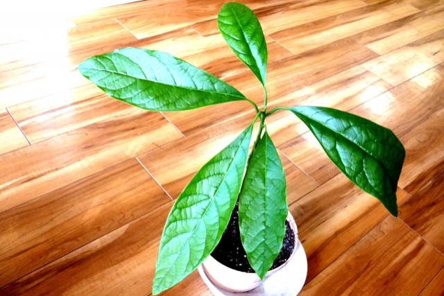 アボカドを小さく育てる方法はあるでしょうか。いま鉢に育てて 園芸相談Q＆Aみんなの趣味の園芸