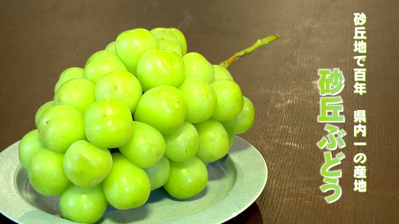 ふるさと納税 ＜先行予約受付中！2025年9月以降順次発送予定＞宇目葡萄 3種詰め合わせ＋シャインマスカット入り 合計2.5kg・4〜5房ピオーネ安芸クイーン ハニービーナス ぶどう 種なし AY72公財 さいき農林公社