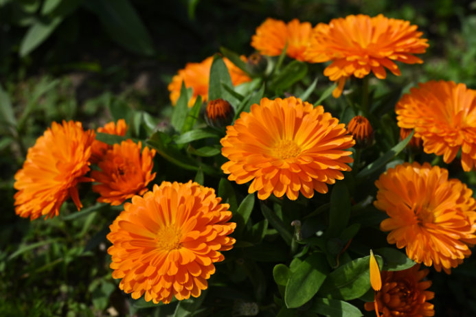 楽天市場 カレンデュラ 苗 食用の通販