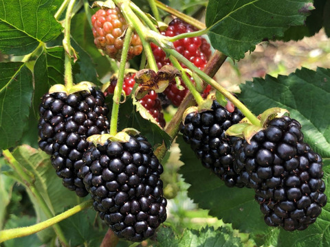 半日陰ベランダでブラックベリーを育てる半日陰ベランダ906