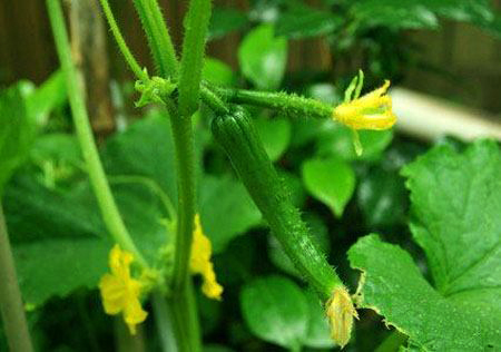 試験中 「トウモロコシ × キュウリ カボチャ 」 コンパニオンプランツ - 家庭菜園ティスト家庭菜園ティスト