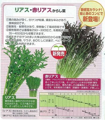 赤からし菜のジェノベーゼ風ソース by かほくイタリア野菜クックパッド簡単おいしいみんなのレシピが392万品