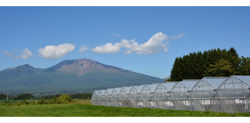 我が家の家庭菜園⑪〜温室育ちの野菜たち〜冬でもビニールハウスの中はポカポカです雨がやんだら裏庭に