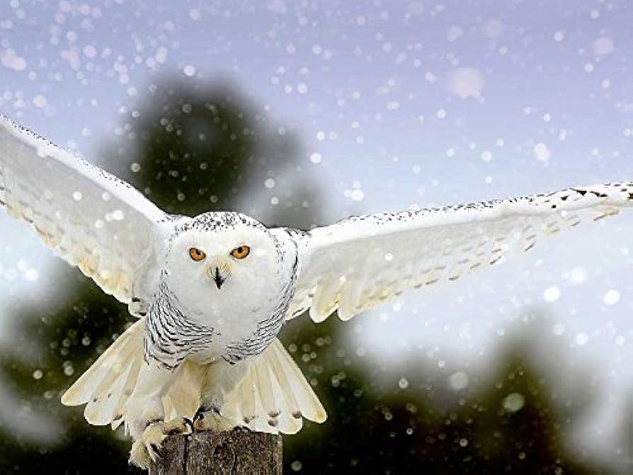 スイーツ :: その他スイーツ :: まだ間に合う 遅れてごめんね コーヒー専門店の和スイーツ ふくろうもなか 1個 和菓子 珈琲入り 最中 フクロウ白あん モナカ 粒あん サクサク 和スイーツ ※冷凍便不可 コーヒーに合う 珈琲のお供 プチギフト お年寄り 澤井スイーツ 内祝い