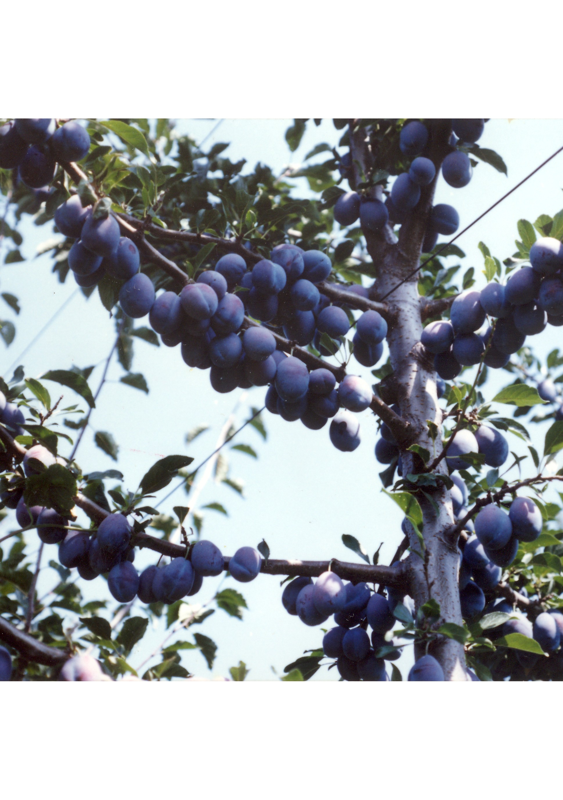 創健社 カリフォルニアプルーン 150g株式会社創健社-自然食品の企画・製造・卸売