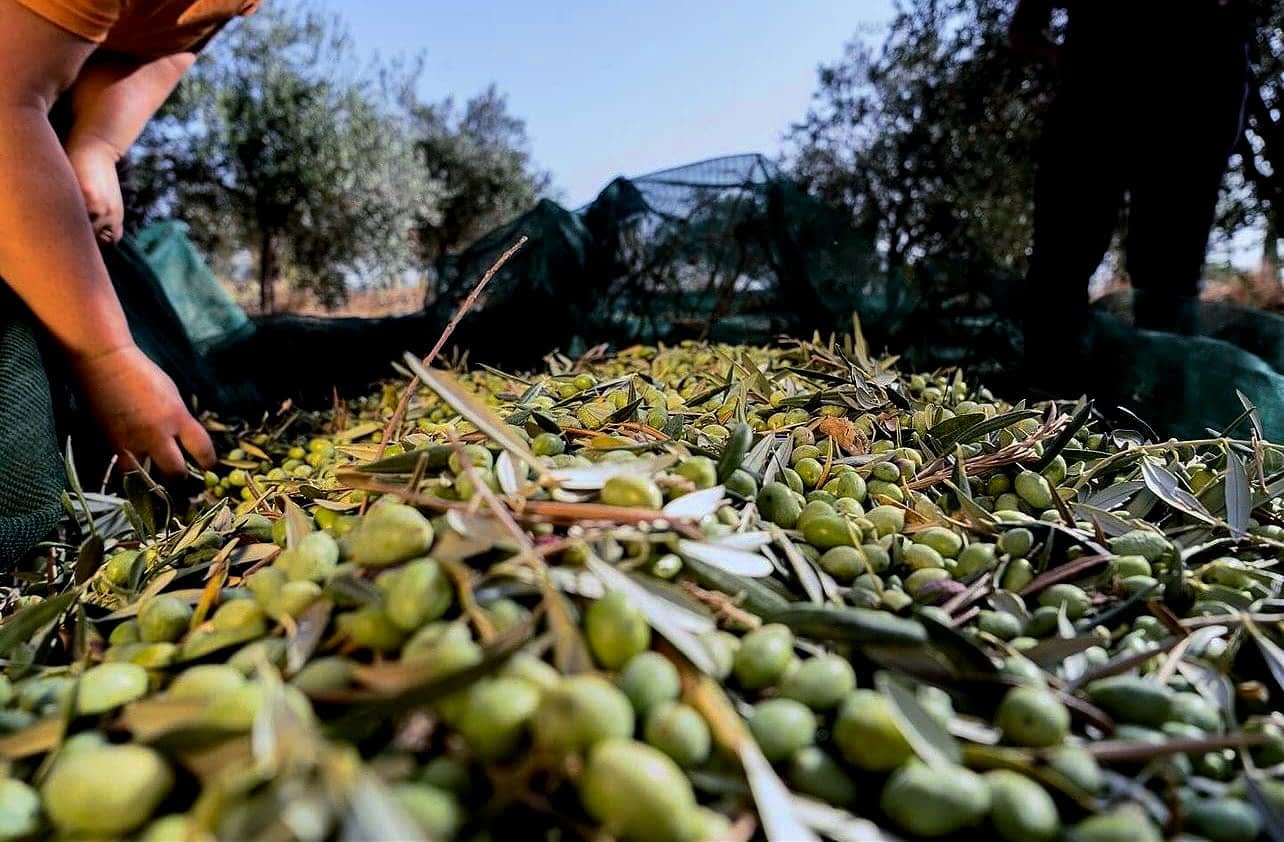 オリーブ収穫NGP SDGs 香川県豊島 環境保全・再生活動NGP日本自動車リサイクル事業協同組合