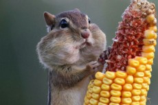 No.9 日本の夏と、世界のとうもろこしの楽しみ方株式会社まつの