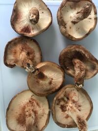 しいたけに発生した白いカビのようなものは食べられるの