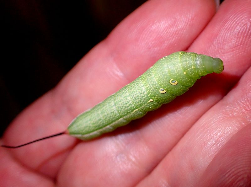 コスズメ幼虫: かかしさんの窓