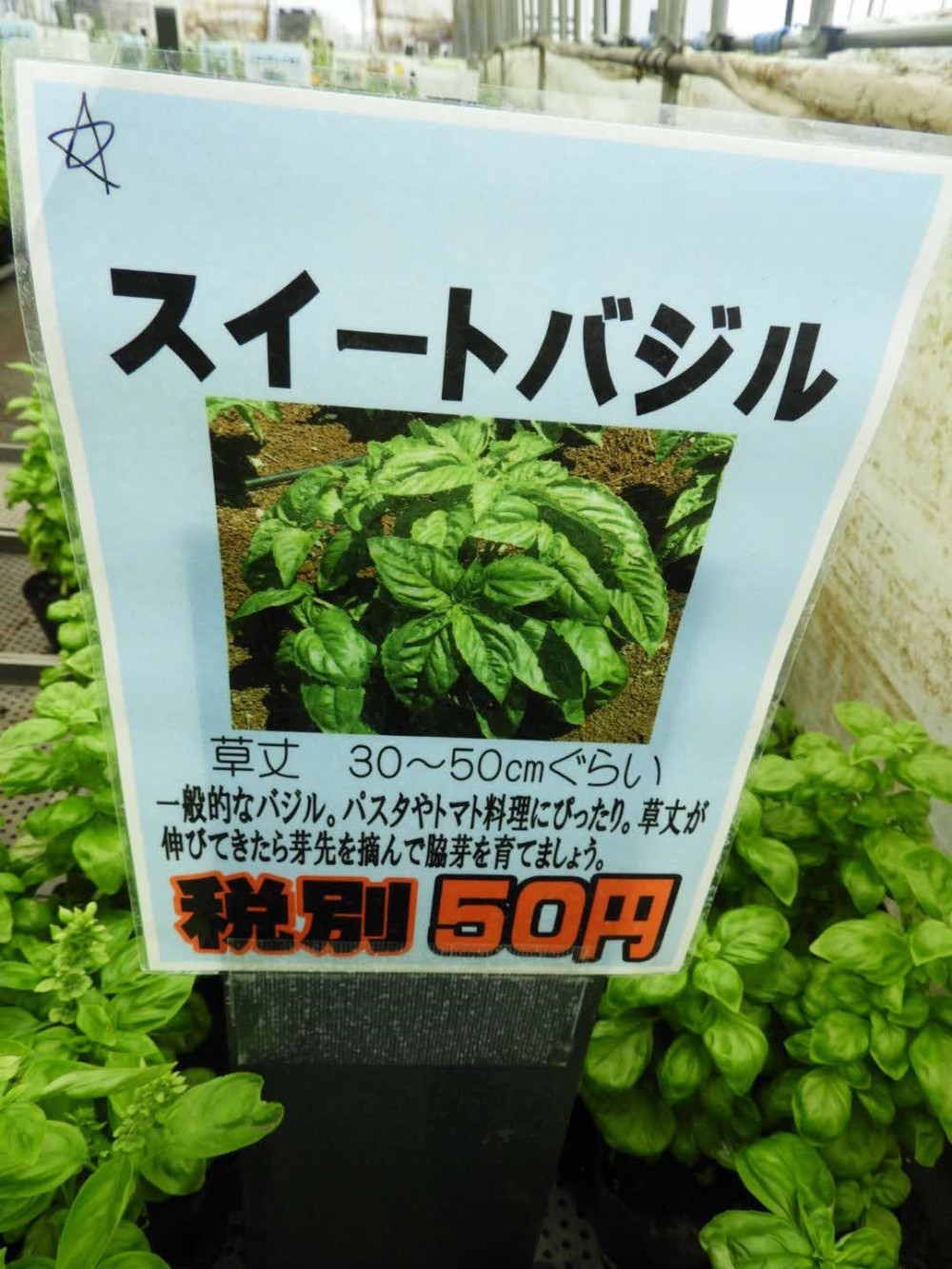 花のまつうらの新着記事アメーバブログ アメブロ