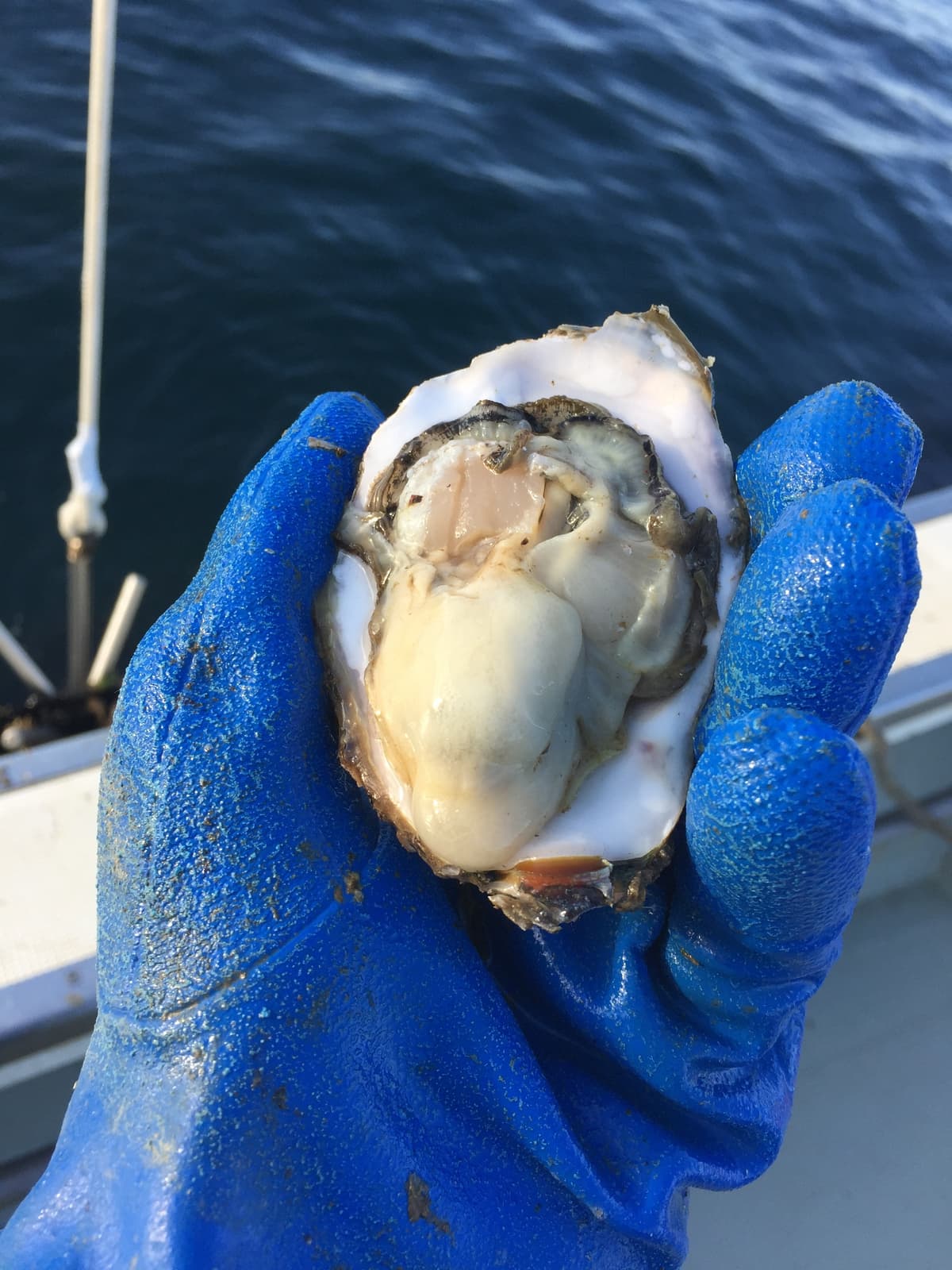 小山魚介センター 勝丸水産 コース: 平日 飲み放題 1980円 税込- 楽天ぐるなび