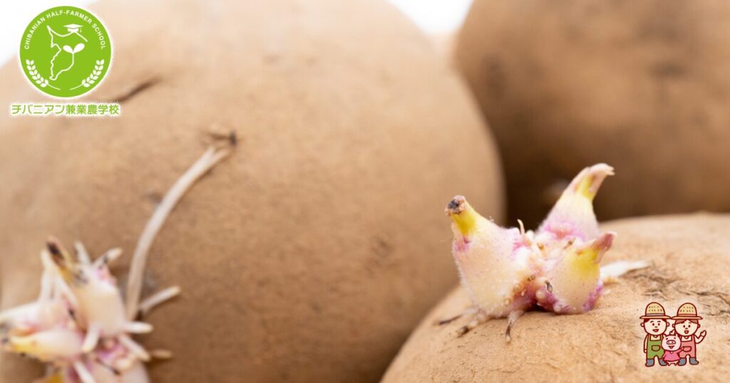 芽の出たジャガイモ 写真素材4383802- フォトライブラリ