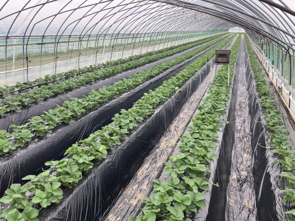 イチゴを栽培するビニールハウス 農園 いちご狩りの写真素材241681970- イメージマート