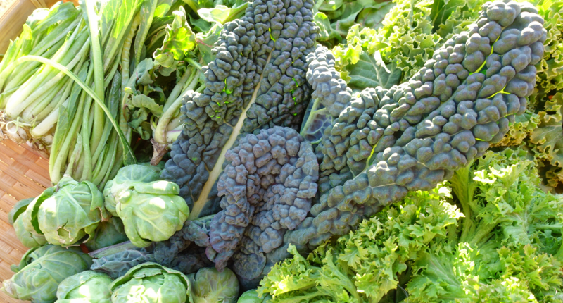 葉野菜の種類を一覧で解説！レシピもご紹介デリッシュキッチン